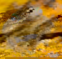 Daintree and Cape Tribulation Full Day Guided Tour