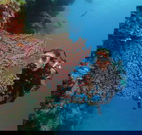 Silversonic Outer Great Barrier Reef Dive and Snorkel Cruise from Port Douglas