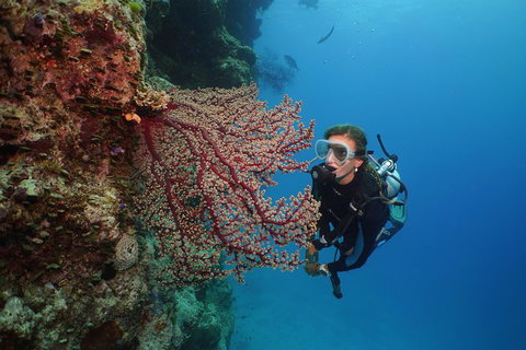 Silversonic Outer Great Barrier Reef Dive And Snorkel Cruise From Port Douglas - Your Accommodation 0