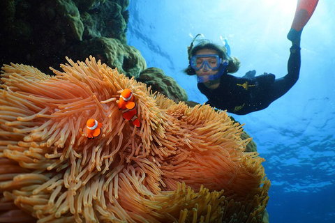 Silversonic Outer Great Barrier Reef Dive And Snorkel Cruise From Port Douglas - Your Accommodation 3