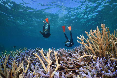 Silversonic Outer Great Barrier Reef Dive And Snorkel Cruise From Port Douglas - Your Accommodation 4