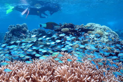 Silversonic Outer Great Barrier Reef Dive And Snorkel Cruise From Port Douglas - Your Accommodation 5