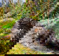 Cradle Mountain National Park Day Tour from Launceston - Your Accommodation
