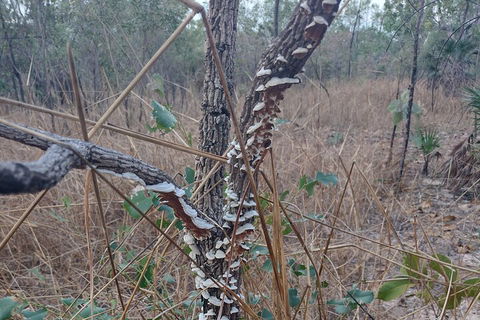 One Day Litchfield Park Adventures - Your Accommodation 3