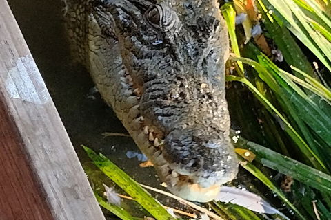 Litchfield Park Adventures And Jumping Crocodile Cruise + Butterfly Farm - Your Accommodation 1