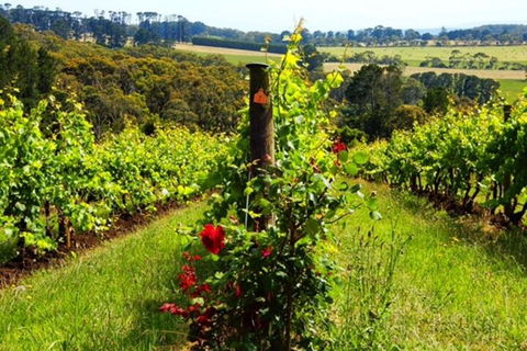Mornington Peninsula Sightseeing Tour For 2-6 Guests. - Your Accommodation 3