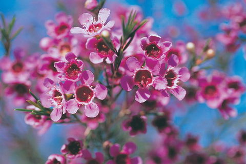 Best Of Perth Wildflower Season Day Trip - Your Accommodation 1