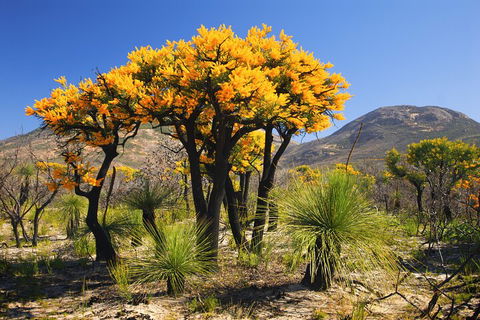 Best Of Perth Wildflower Season Day Trip - Your Accommodation 3