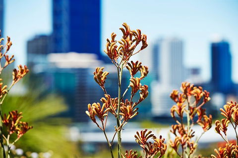 Best Of Perth Wildflower Season Day Trip - Your Accommodation 4