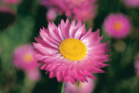 Best Of Perth Wildflower Season Day Trip - Your Accommodation 5