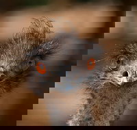 Currumbin Wildlife Sanctuary General Entry Ticket - Your Accommodation