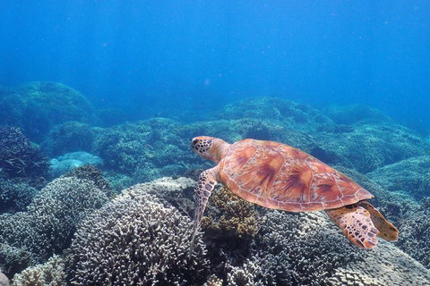 Calypso Outer Great Barrier Reef Cruise From Port Douglas - Your Accommodation 2