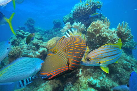 Fly To Green Island - Cruise Return - Your Accommodation 1