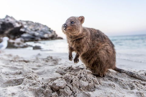 Rottnest Island All-Inclusive Grand Island Tour From Fremantle - Your Accommodation 2