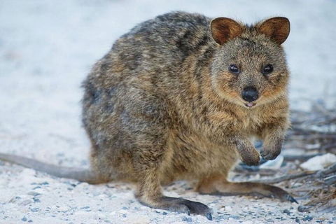 Perth To Rottnest Island Roundtrip Ferry Ticket - Your Accommodation 3