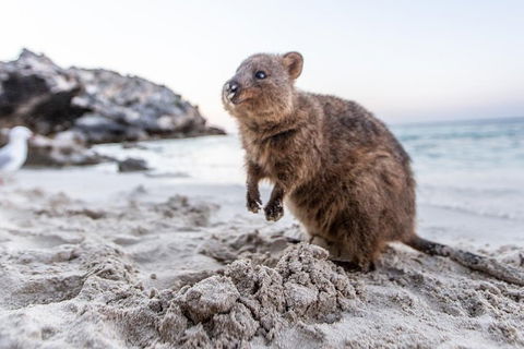 Perth To Rottnest Island Roundtrip Ferry Ticket - Your Accommodation 5