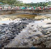 Hartley's Crocodile Adventures Day Trip from Palm Cove - Your Accommodation