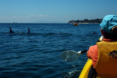 Mornington Peninsula Kayak Coastline Tour Of Dolphin Sanctuary - Your Accommodation 0