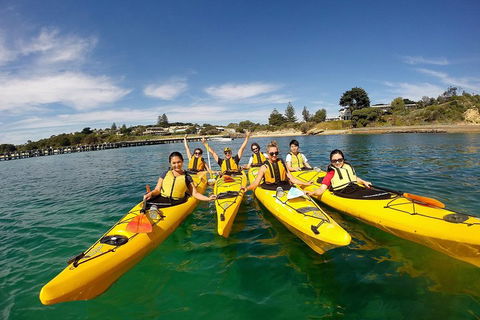 Mornington Peninsula Kayak Coastline Tour Of Dolphin Sanctuary - Your Accommodation 2