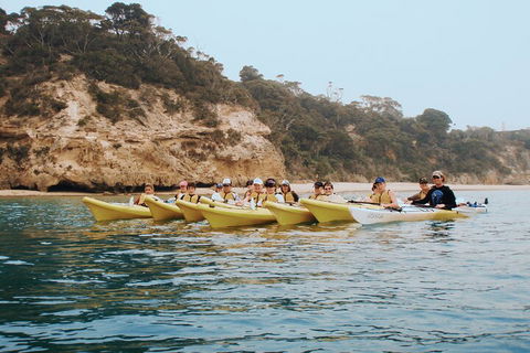 Mornington Peninsula Kayak Coastline Tour Of Dolphin Sanctuary - Your Accommodation 4