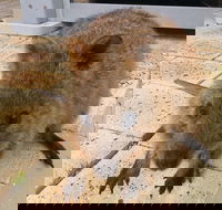 Wave Rock Pinnacles and Rottnest One Day Aeroplane Tour