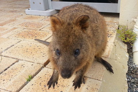 Wave Rock, Pinnacles And Rottnest One Day Aeroplane Tour - Your Accommodation 0