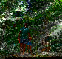 Full Day Daintree Rainforest and Mossman Gorge Tour