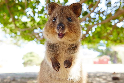 Discover Rottnest With Ferry & Bus Tour From Perth Or Fremantle - Your Accommodation 0