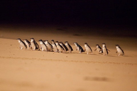 Phillip Island Penguin Parade Express Tour From Melbourne - Your Accommodation 0