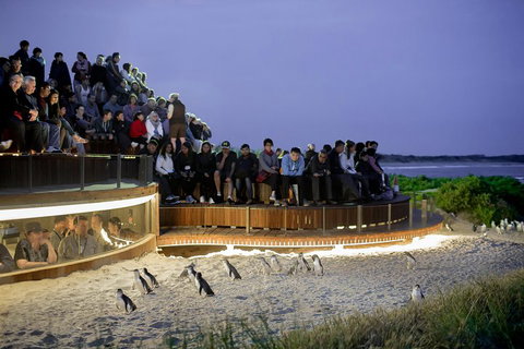 Phillip Island Penguin Parade Express Tour From Melbourne - Your Accommodation 3