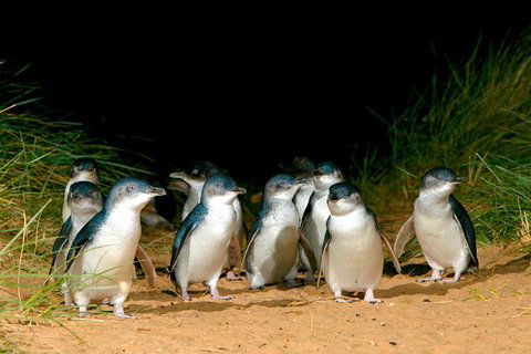 Phillip Island Penguin Parade Express Tour From Melbourne - Your Accommodation 5