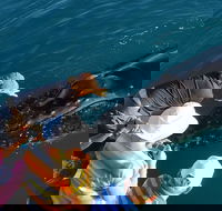 AOC Whale Watching from Broome