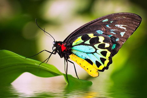 Australian Butterfly Sanctuary - Your Accommodation 4