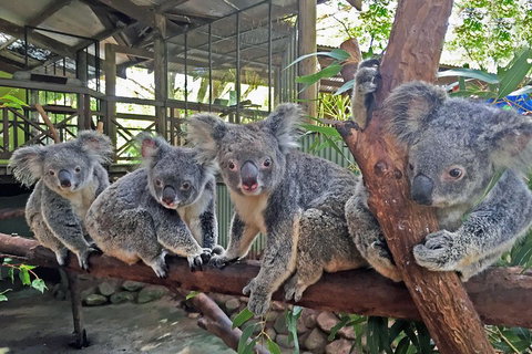 Best Of Kuranda Including Skyrail, Kuranda Scenic Railway And Rainforestation - Your Accommodation 4