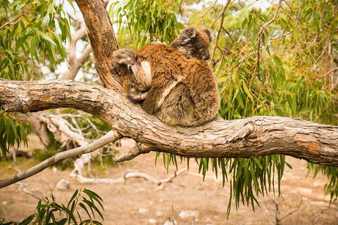 10 Day Perth To Adelaide Private Tour - The Great Australian Wilderness Journey - Your Accommodation 4