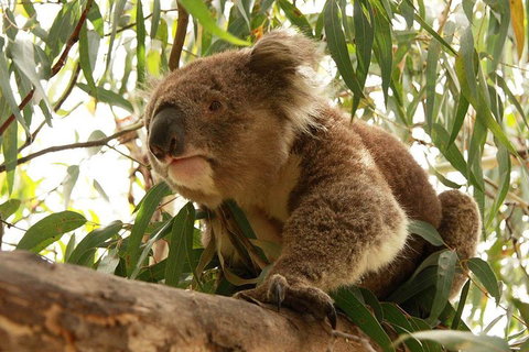 Private Tour: Great Ocean Road From Melbourne - Your Accommodation 1