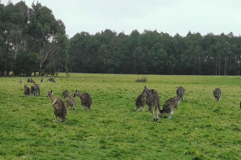 Private Tour: Great Ocean Road From Melbourne - Your Accommodation 4
