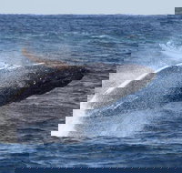 Whale Watching by Sea World Cruises - Your Accommodation