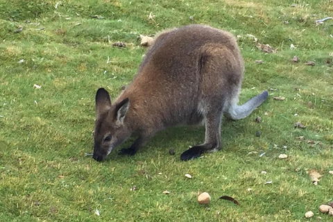 Cradle Mountain Day Tour From Launceston Including Lunch - Your Accommodation 5