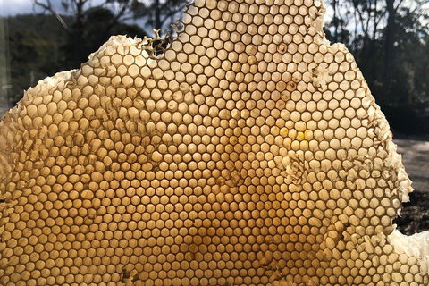 Bruny Island Day Tour, Includes Lunch And Exclusive Lighthouse Tour - Your Accommodation 1