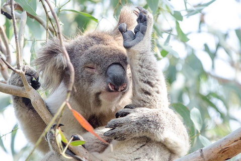 Great Ocean Road Reverse Itinerary With 12 Apostles From Melbourne - Your Accommodation 1