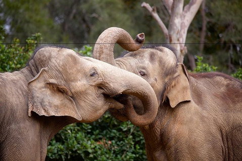Melbourne Zoo General Entry Ticket - Your Accommodation 0