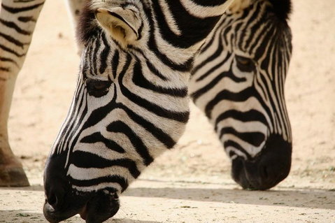 Melbourne Zoo General Entry Ticket - Your Accommodation 1
