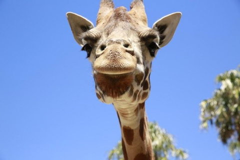 Melbourne Zoo General Entry Ticket - Your Accommodation 2