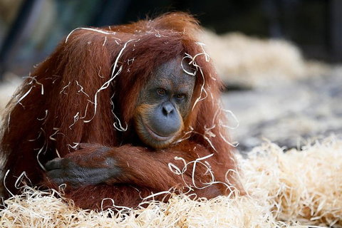Melbourne Zoo General Entry Ticket - Your Accommodation 3