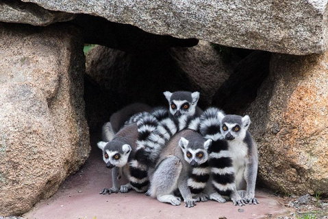 Melbourne Zoo General Entry Ticket - Your Accommodation 4