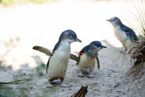Melbourne Zoo General Entry Ticket - Your Accommodation 5