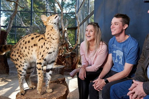African Cat Encounter At Werribee Open Range Zoo - Your Accommodation 0