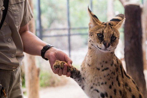 African Cat Encounter At Werribee Open Range Zoo - Your Accommodation 1