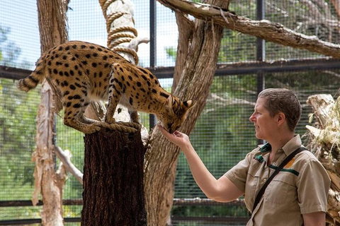 African Cat Encounter At Werribee Open Range Zoo - Your Accommodation 2